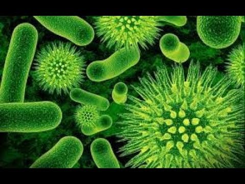 Строение и жизнедеятельность бактерий. Биология 5 класс
