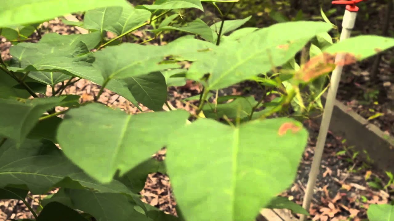 How to Identify & Remove Invasive Plants