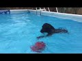 Home made dog treadmill for water