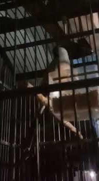 Cendet full gereja tarung buat masteran$Sragen