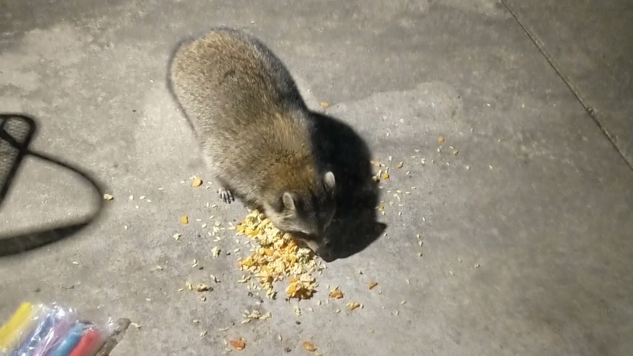 Patio Raccoon Chow-Down