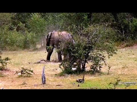 Young Bull Elephant Gives Himself A Dust Bath In Kenya