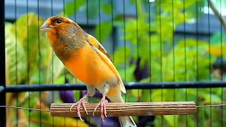 1 Hour Canario Belga Song Training – Natural Canario Cantando for Daily Results screenshot 3