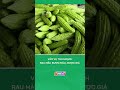 Vào vụ thu hoạch, rau màu được mùa, được giá #nongnghiepmientay
