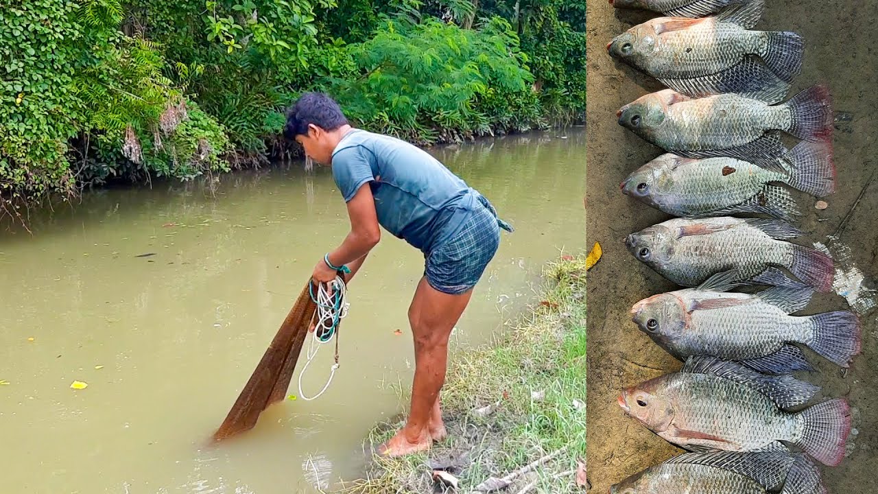 Amazing Net Fishing in Village Pond With Incredible Beautiful Natural || Best Fishing Video