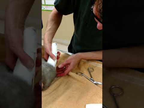 How to split cat&rsquo;s broken leg    علاج كسر فى  رجل قطه