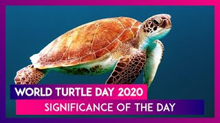 #worldturtleday #turtleday #protectingturtles world turtle day is
observed on may 23 to raise awareness about the need for human action
help protect h...