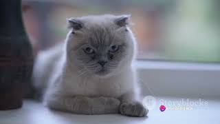 Feline Apologies  How Cats Say Sorry by Cats OVERLOAD 358 views 4 weeks ago 2 minutes, 32 seconds