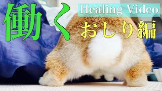 働くおしりを眺めるだけの癒しの3分間〜お疲れケツ曜日スペシャル #740