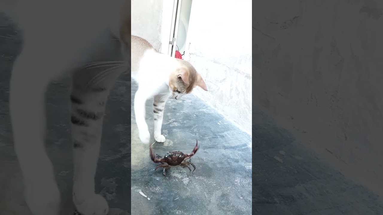 cat 🐈 vs crab 🦀 fighting 💪 