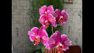 :  Phal. Victorias Lace ()