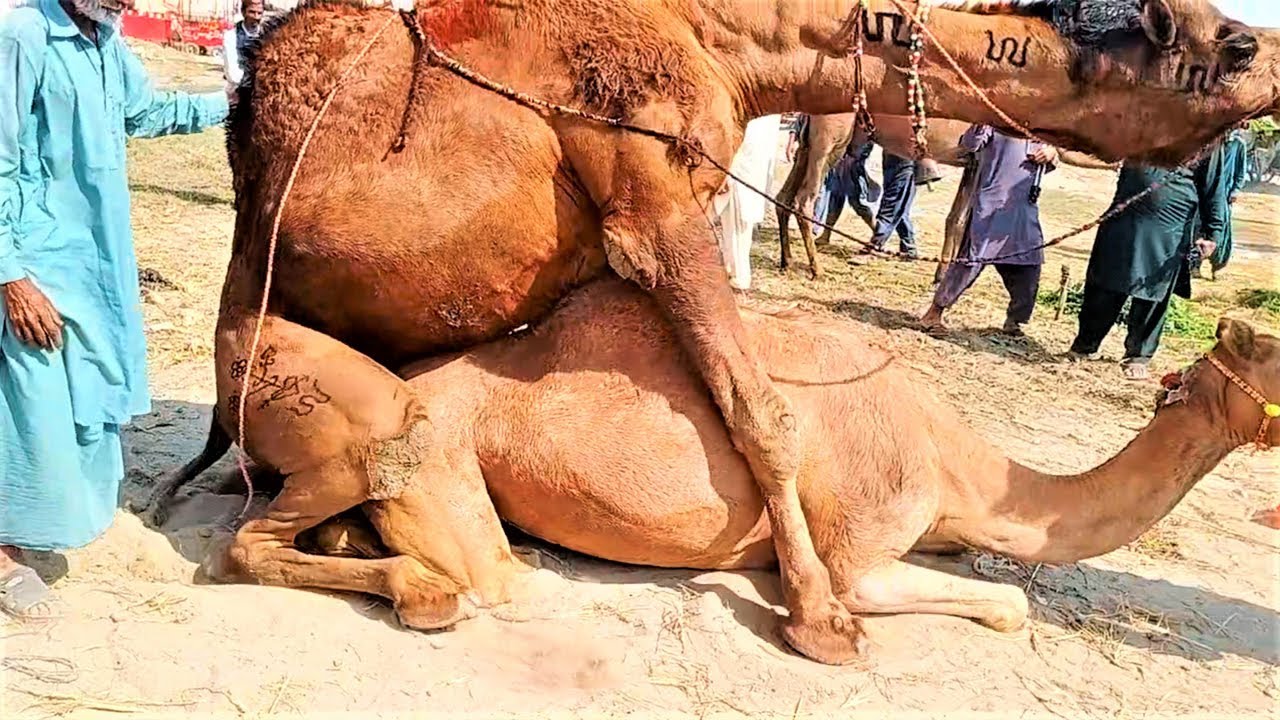 How a Camel has sex with a Female camel image