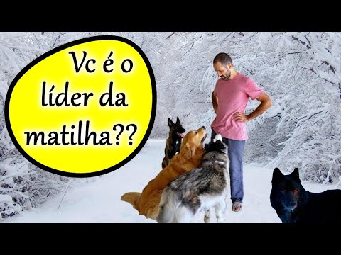 Vídeo: Treinamento para cães: como você pode ser o cão alfa