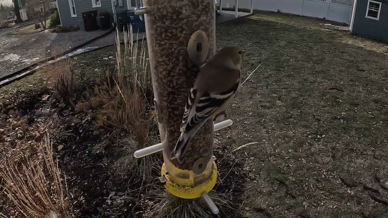 Female Yellow Finch at the Feeder on a Cold December Morning 🐦❄️