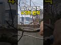 감나무 전정  4가지 꿀팁 참쉽죠! 누구나 할수있어요 Mp3 Song