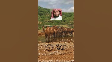 سورة الحاقة | القارئ : سعد الغامدي | حالات واتس اب