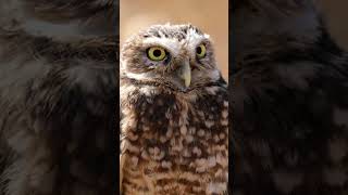 Download Mp3 Ullu ka pathaππ¦π#shorts #foryou #viral Gudang lagu Download Mp3 Ullu ka pathaππ¦π#shorts #foryou #viral