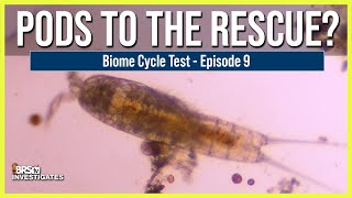 EP: 9 The Best Way to Wipe Out Reef Tank Uglies.. Can Copepods Solve the Problem Before They Start?