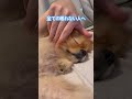 眠れない時は犬見て寝る #リラックスピアノ #relax #ポメラニアン