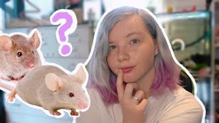 Should You Get Pet Mice?