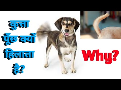 कुत्ता पूँछ क्यों हिलाता है? | kutta puch kyu hilati hai | Animal Facts | Unbelievable Facts