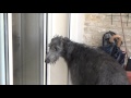 Scottish deerhound : pas bête, la bête !