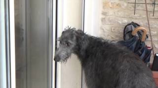 Scottish deerhound : clever !
