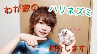 ハリネズミの紹介中、まさかのハプニングwww！ Hedgehog