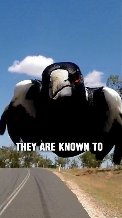 How EVIL are the Australian MAGPIE birds?😳🤔