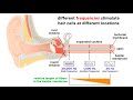 Processing Auditory, Somatosensory, Olfactory, and Gustatory Information