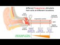 Olfactory and Auditory System Concepts
