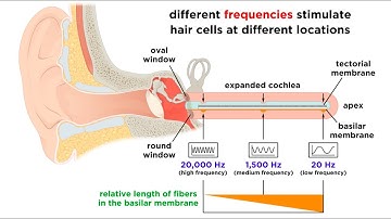 Processing Auditory, Somatosensory, Olfactory, and Gustatory Information