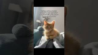#ads #cat #allergyfree #catallergies #catowners #catmom #kitten