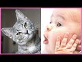 🤣 🐱 👶 🤣 Funny Baby and Cat Best Friends Forever Playing Together Compilation Video December 2020