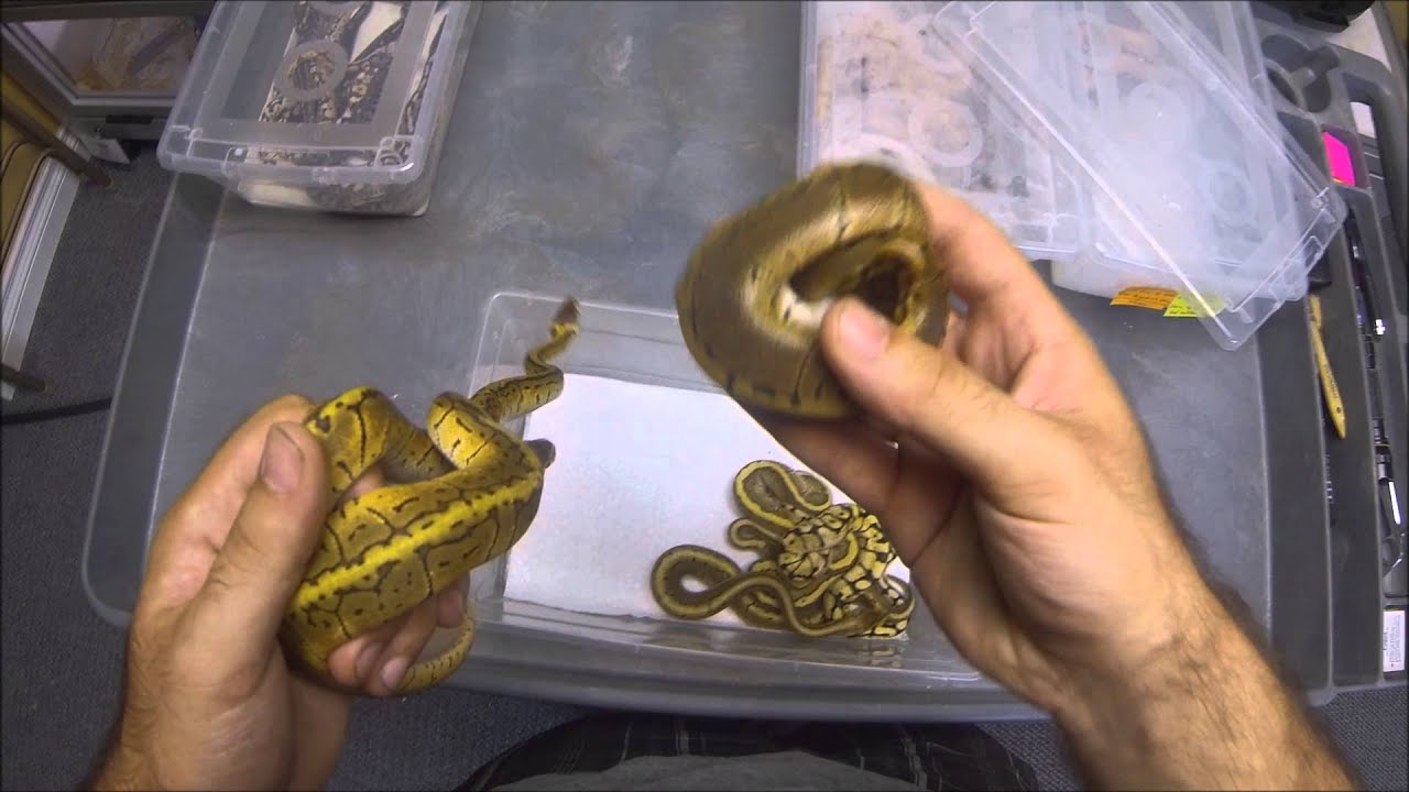 ballo bibaho More 2015 Clutch Updates