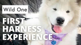 My Samoyed Puppy Tries On The Wild One Harness First Time