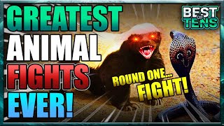 Unforgettable Fights In The Animal Kingdom