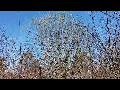 فيديو: Peachleaf Willow Tree: تعرف على Peachleaf Willows في المناظر الطبيعية