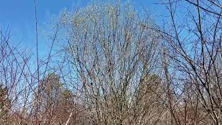 Pussy Willow and more Willows...must plant!