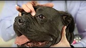 Vet Tutorial | How to Brush a Dog's Teeth - YouTube
