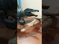 o rex morreu kkkkkk #jurassicworld#jurassicpark#mattel