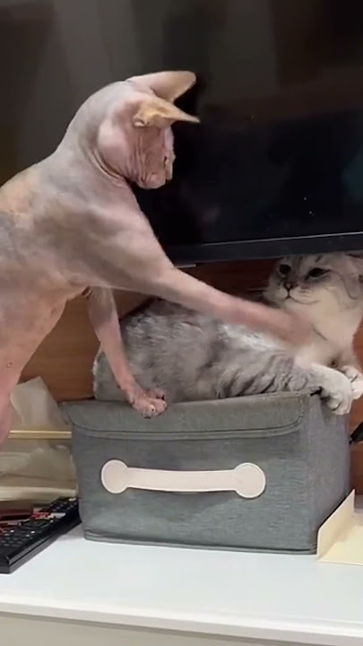 AMIT-AMIT JABANG BABU! #shorts