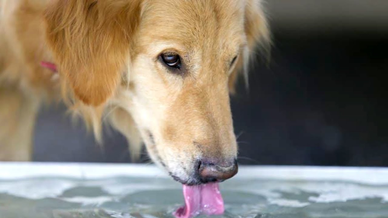 how do i get my puppy to drink water slower