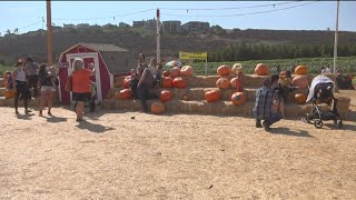 It's time to plant your pumpkin patch!