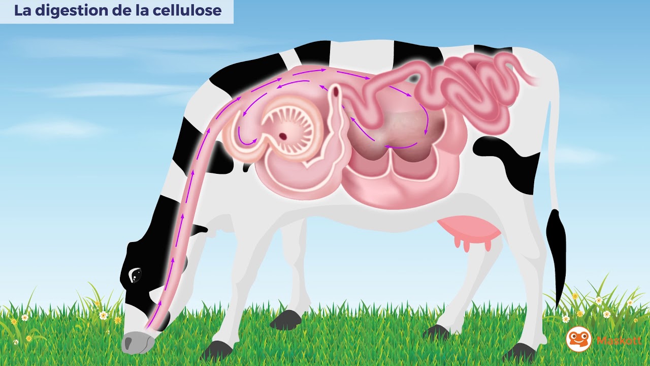 La digestion de la cellulose