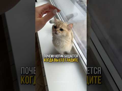Почему котик бодается, когда вы его гладите?🐱❤️