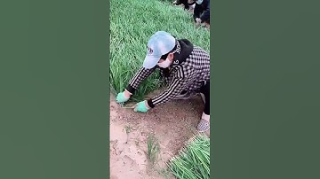 The process of digging wild scallion #easy #smartwork #short