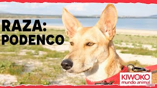 Características del PODENCO ANDALUZ