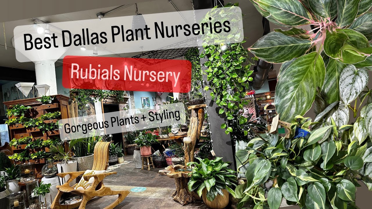 Best Plant Nurseries in Dallas Texas Ruibals Plant Tour Part 2 Plant