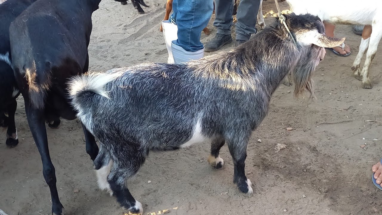 FEIRA DAS CABRAS E OVELHAS EM CAMPINA GRANDE-PB 25-02-2026